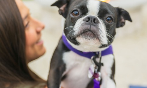 Un-leash Adventure: Myrtle Beach Getaways with your Pet Cover Image