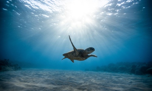 How Selene at SayeBrook Is Safeguarding Marine Life