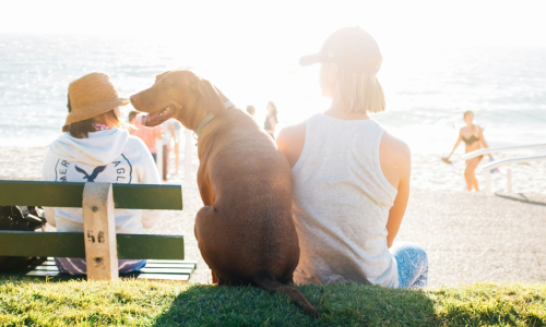 Un-leash Adventure: Myrtle Beach Getaways with your Pet